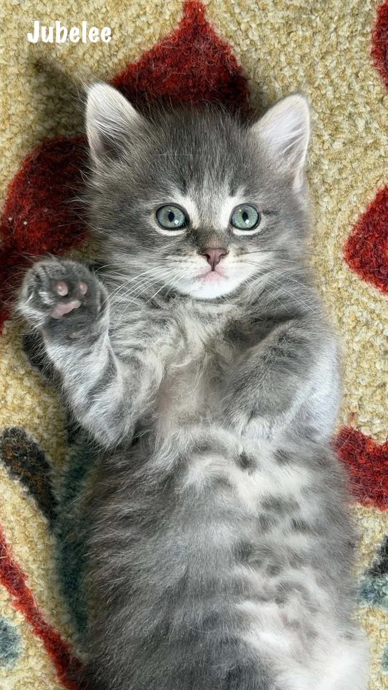 A baby medium-sized female Gray & White Domestic Short Hair cat named Jubelee for adoption in East Hartford , CT