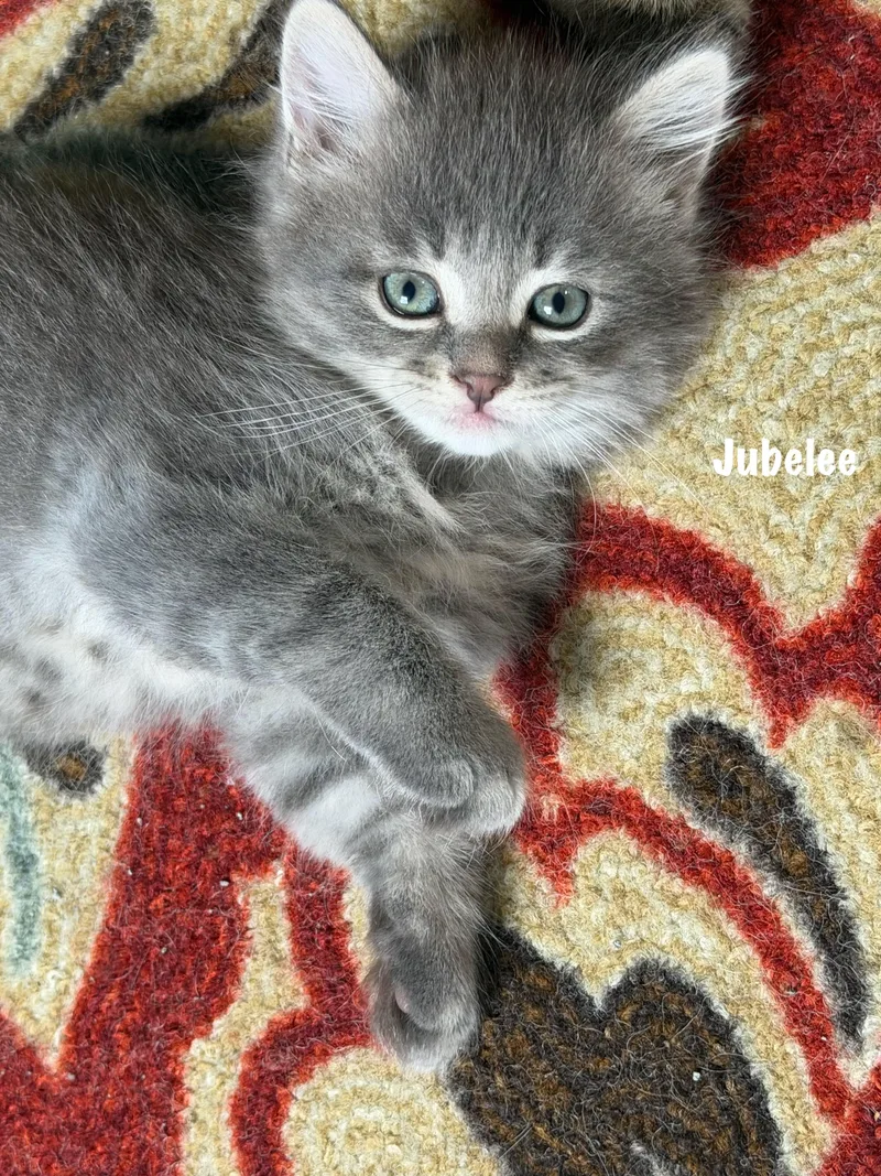 Jubelee thumbnail 2