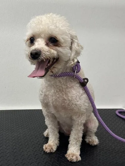 An adult small-sized male Poodle dog named Sunny for adoption in Phoenix, AZ