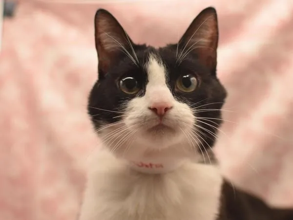 An adult small-sized female Domestic Short Hair cat named Panchita for adoption in Portland, OR