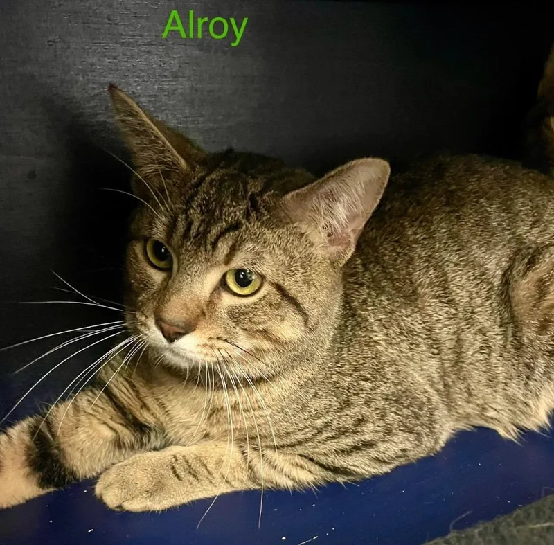 A young medium-sized male Domestic Short Hair cat named Alroy for adoption in Muskegon, MI