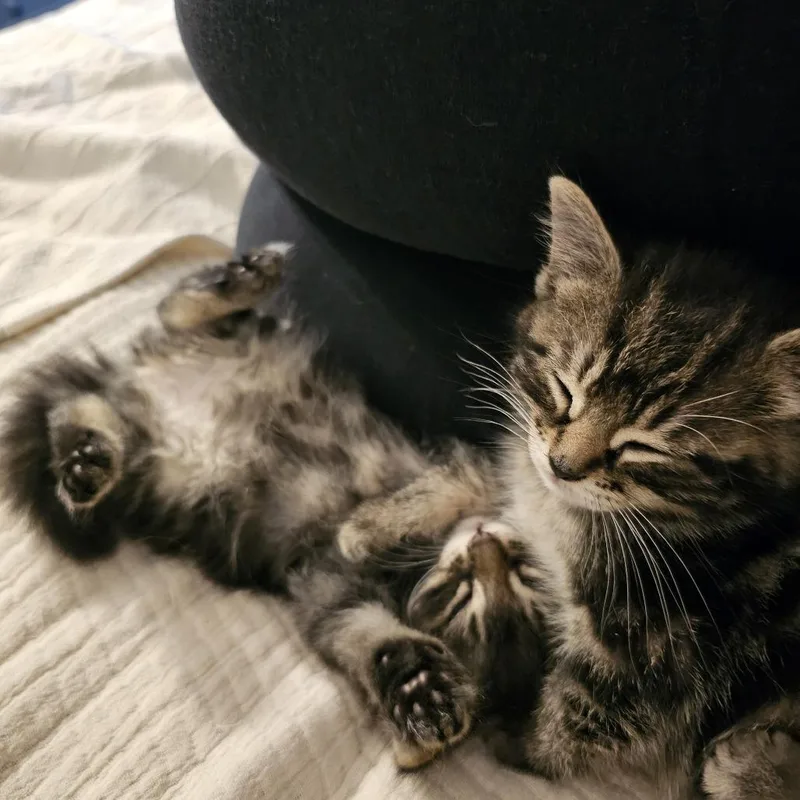 A baby small-sized female Brown / Chocolate Domestic Medium Hair cat named Sammy C for adoption in Princeton, MN