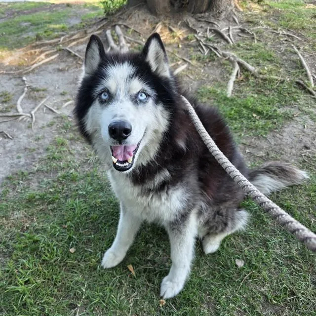An adult large-sized male Siberian Husky dog named Grizz for adoption in Long Beach, CA