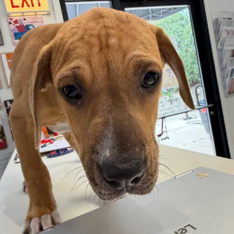 A baby small-sized female Yellow / Tan / Blond / Fawn Pit Bull Terrier dog named Blaze for adoption in Deerfield, IL