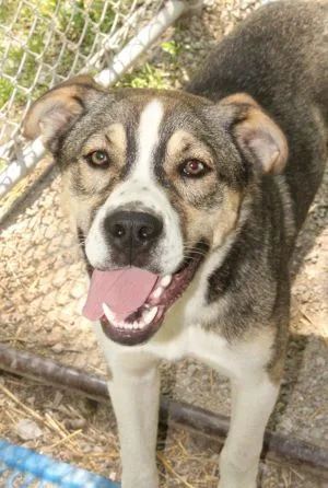 A baby medium-sized male Shepherd dog named Bannie for adoption in Savannah, MO