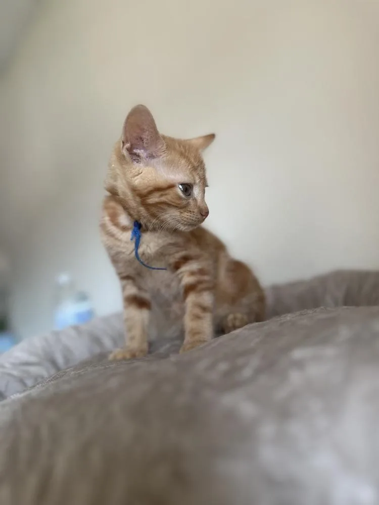 Mega Rex thumbnail 2