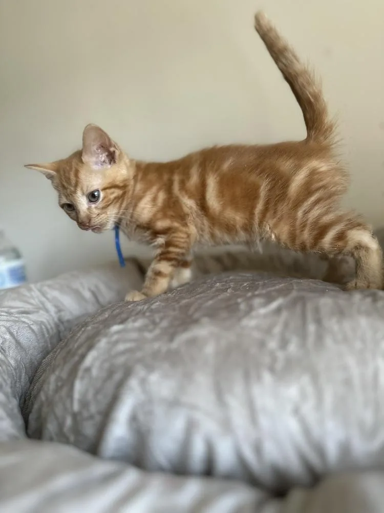 Mega Rex thumbnail 4