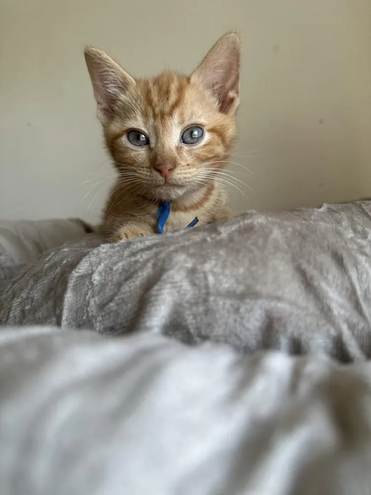 Mega Rex thumbnail 5