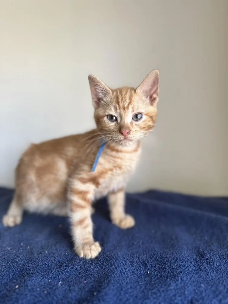 Mega Rex thumbnail 6