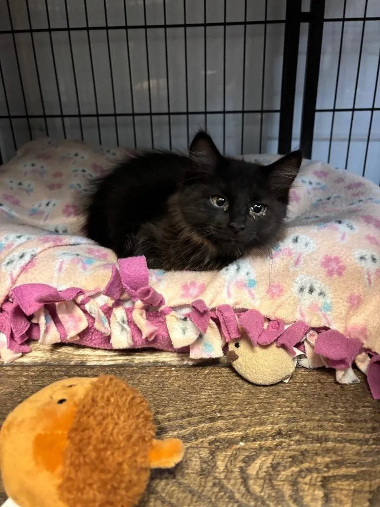A baby medium-sized male Domestic Long Hair cat named Norm for adoption in Algona, IA
