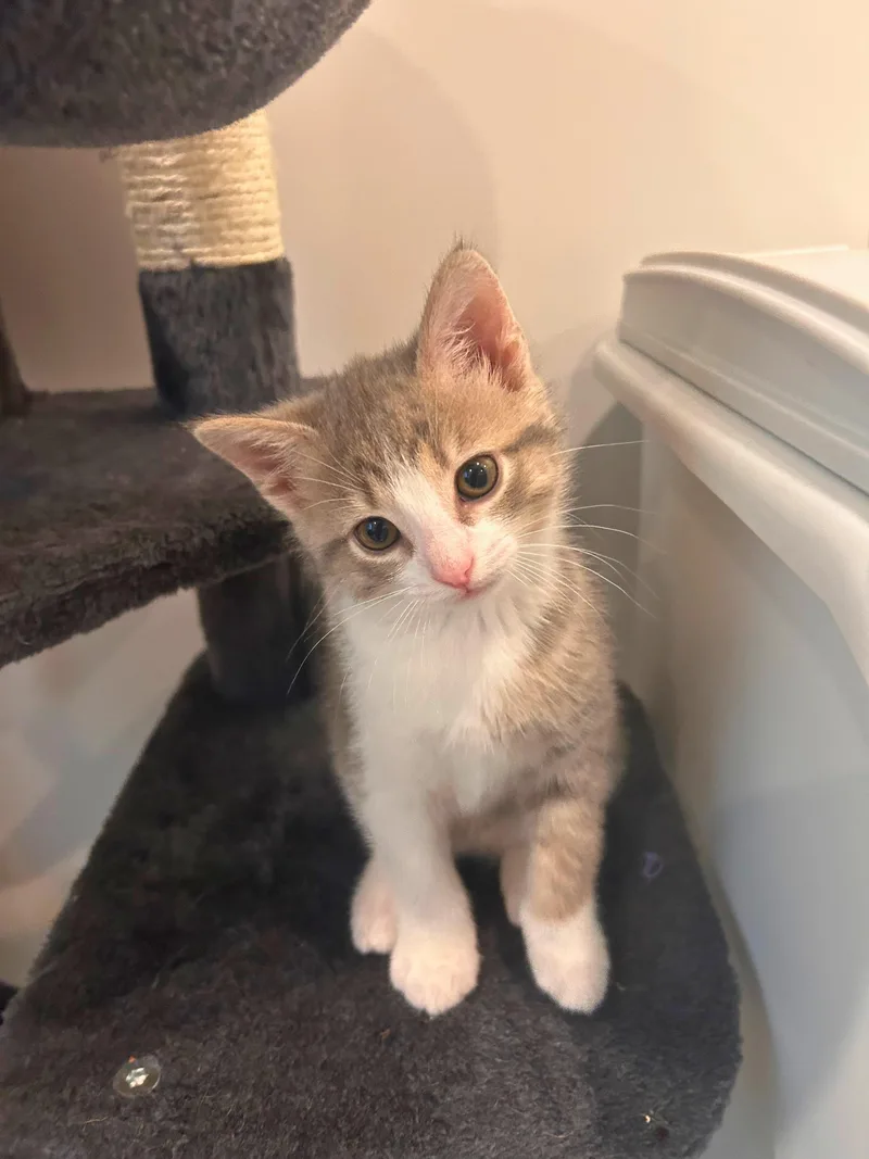 A baby small-sized female Tabby cat named Misha for adoption in Wheaton, IL