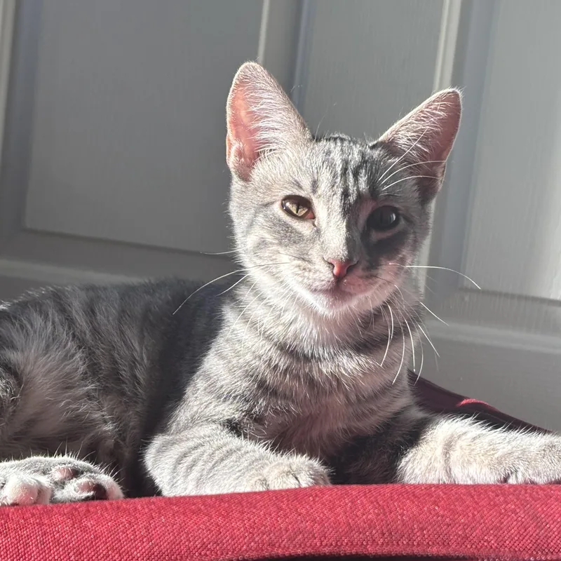 A baby medium-sized male Tabby (Gray / Blue / Silver) Domestic Short Hair cat named Stitch for adoption in Davis, CA