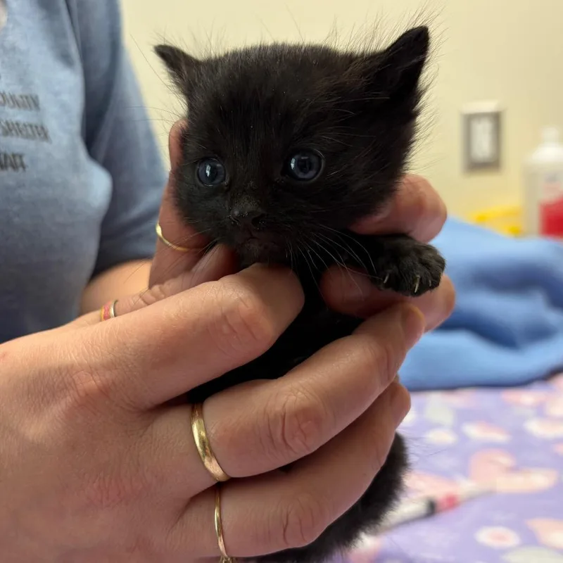 A baby small-sized male Black Domestic Short Hair cat named Razzle Dazzles for adoption in Red House, WV