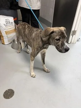 An adult large-sized female Mixed Breed dog named 880-26 for adoption in Cumming, GA