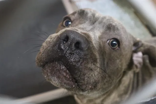 A young medium-sized male Mixed Breed dog named Bando for adoption in Columbia, SC