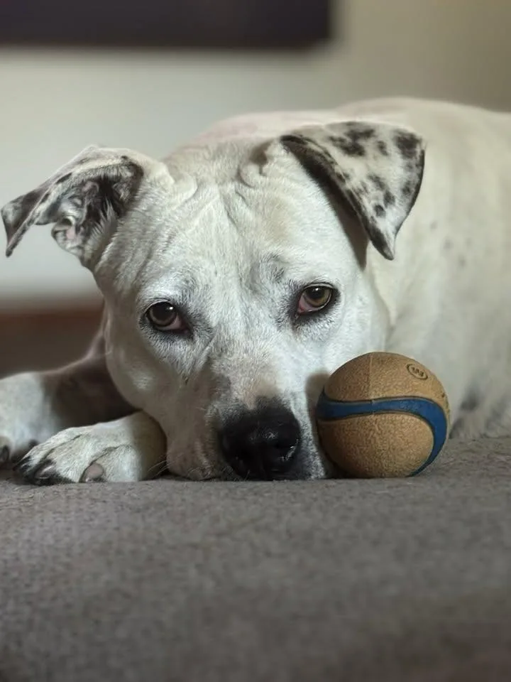 An adult medium-sized female Pit Bull Terrier dog named Urgent Dixie for adoption in Anza, CA