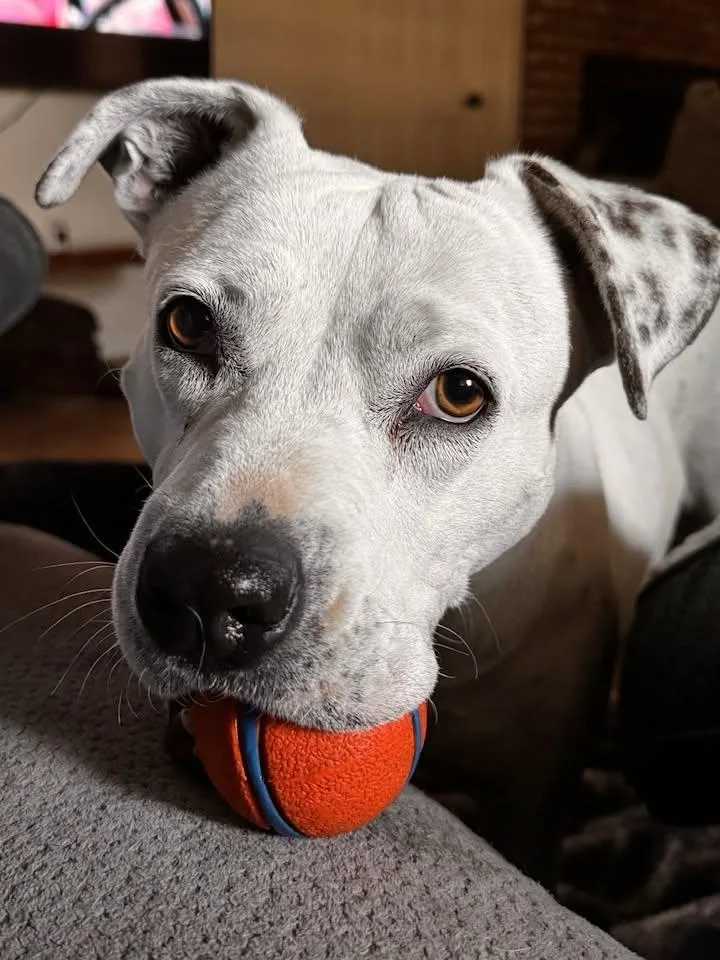 Urgent  Dixie thumbnail 5