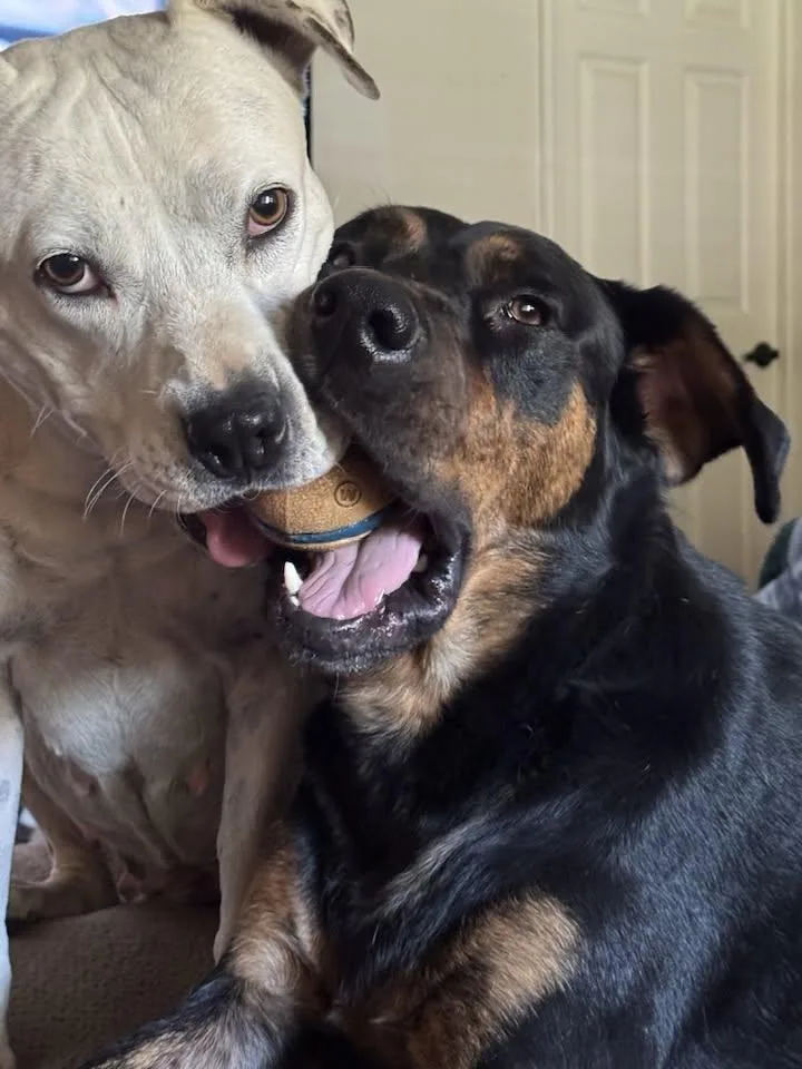 Urgent  Dixie thumbnail 6