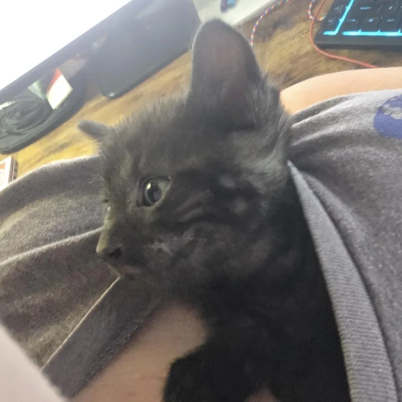 A baby small-sized male Black Domestic Short Hair cat named Kimchi for adoption in Shelbyville, IN