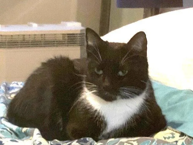 A young medium-sized female Black & White / Tuxedo Domestic Short Hair cat named Zzmomma Cat for adoption in Candler, NC