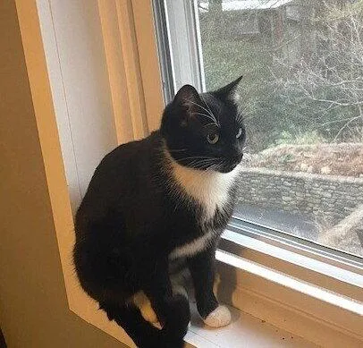 Zzmomma Cat thumbnail 2