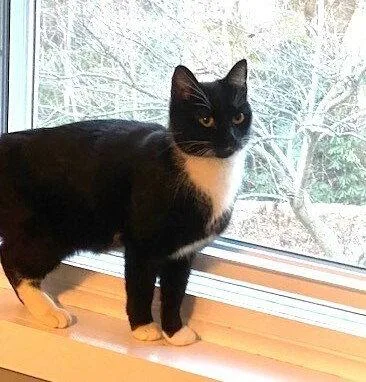 Zzmomma Cat thumbnail 3