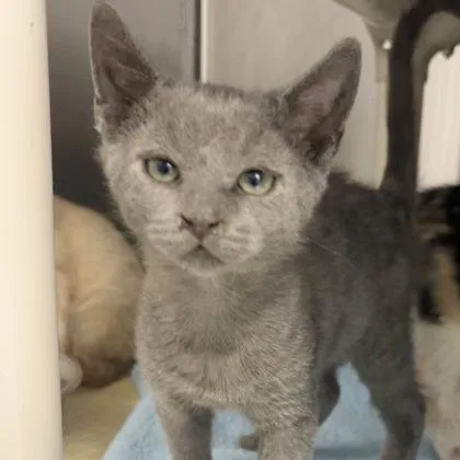 A young medium-sized male Gray / Blue / Silver Domestic Short Hair cat named Cremini for adoption in Lansing, MI