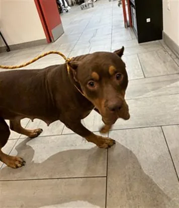 An adult large-sized female Terrier dog named Serafina for adoption in Miami, FL