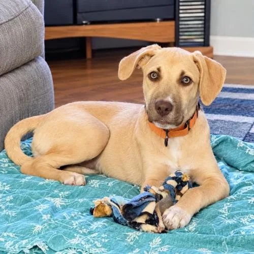 A baby medium-sized female Labrador Retriever dog named Sandy for adoption in Lincolnshire, IL
