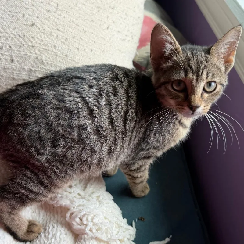 A baby small-sized female Brown / Chocolate Domestic Short Hair cat named Brooklyn for adoption in Cincinnati, OH