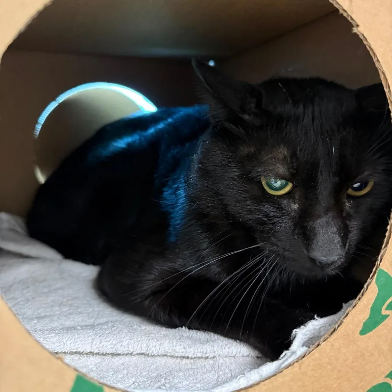 An adult medium-sized male Black Domestic Short Hair cat named Panther for adoption in Fairport, NY