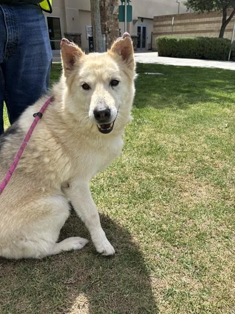 A senior large-sized male Siberian Husky dog named Blanco for adoption in Riverside, CA