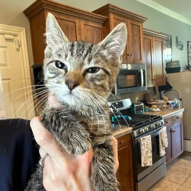 A baby small-sized male Domestic Short Hair cat named Taki for adoption in Auburn, CA