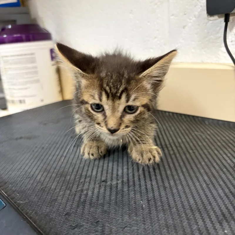 A baby small-sized male Black Domestic Short Hair cat named Flash for adoption in Ardmore, OK