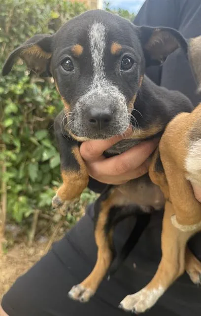 A baby small-sized female Australian Cattle Dog / Blue Heeler dog named Rose for adoption in San Antonio, TX