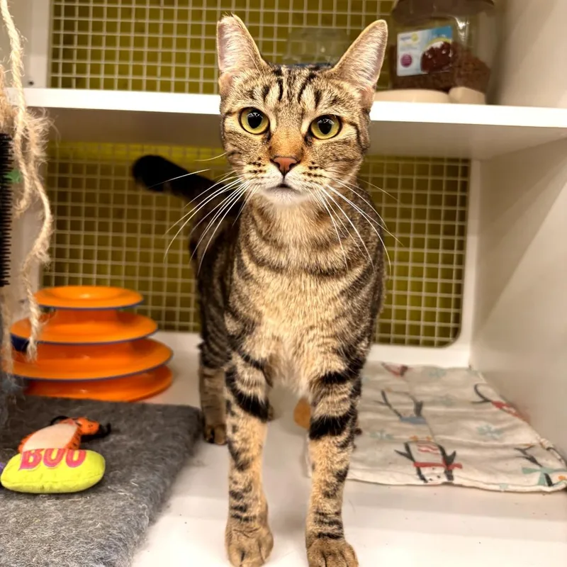An adult small-sized female Brown / Chocolate Domestic Short Hair cat named Charlie Girl for adoption in Volcano, HI