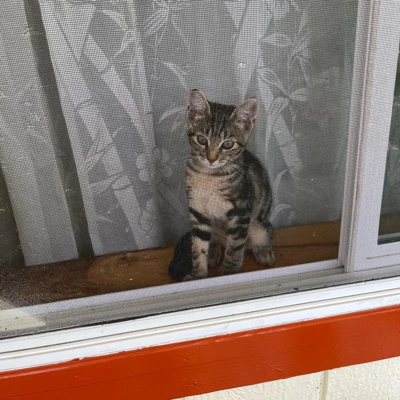 Charlie Girl thumbnail 5