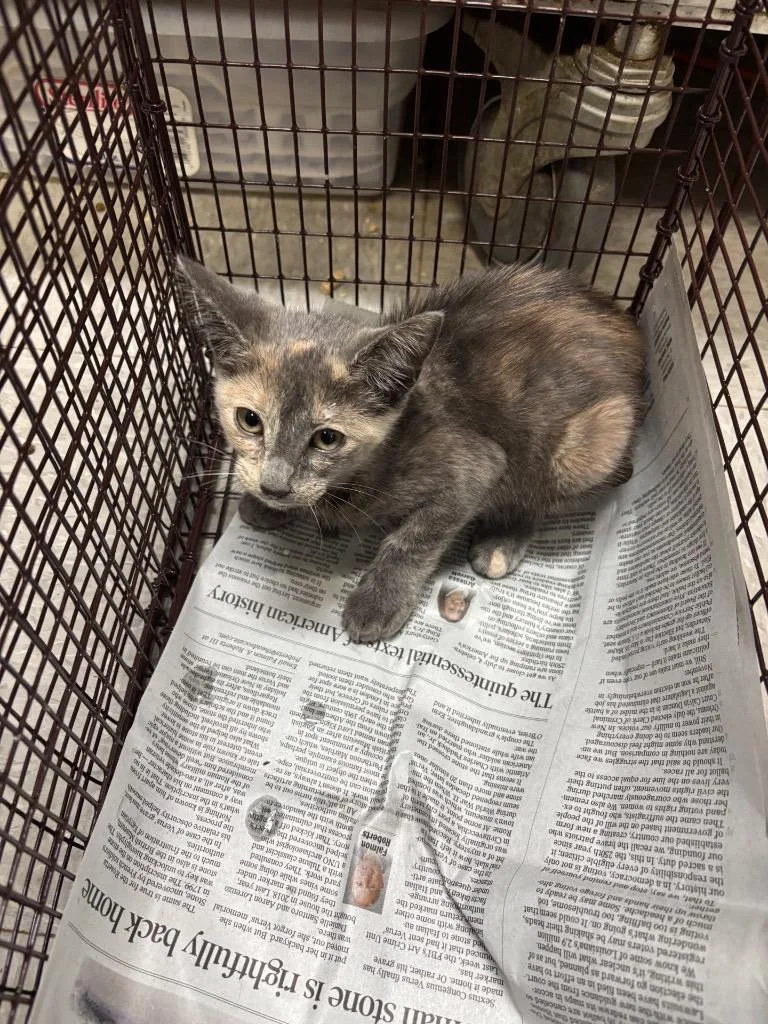 A baby medium-sized female Domestic Short Hair cat named C for adoption in Sorrento, LA