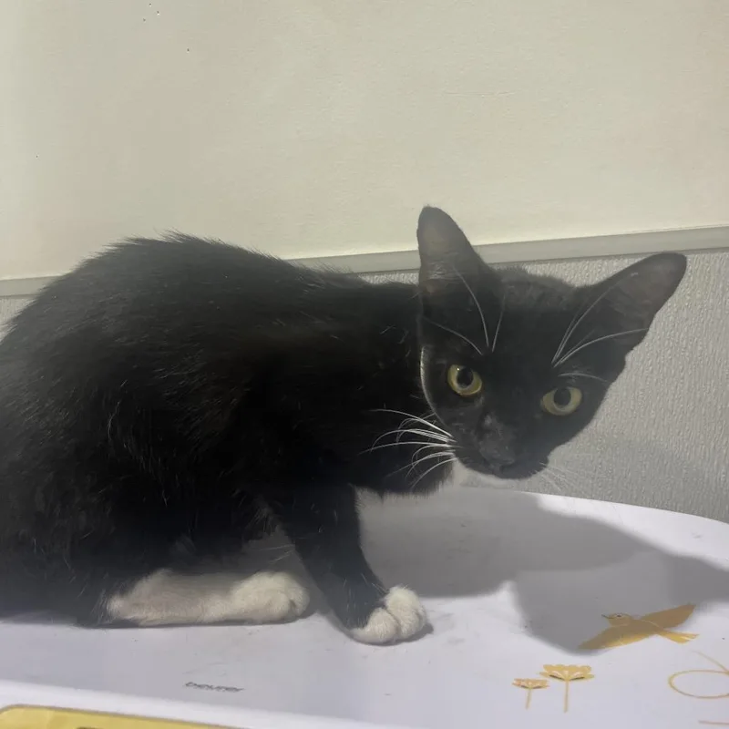 A young medium-sized female Black Domestic Short Hair cat named Momma Jo for adoption in Tampa, FL