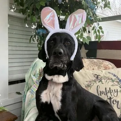 An adult large-sized female Black Mixed Breed dog named Belle for adoption in Adrian, MI