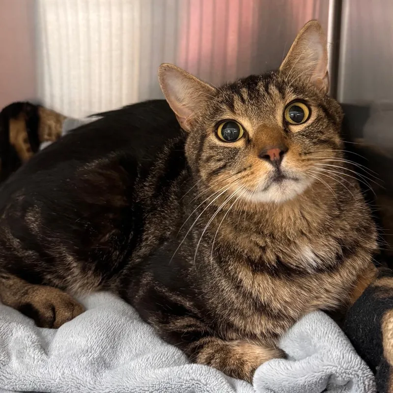 An adult large-sized male Brown / Chocolate Domestic Short Hair cat named Barry for adoption in Lynchburg, VA