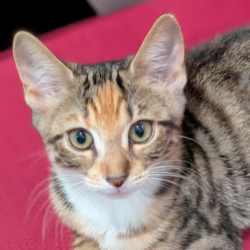 A baby medium-sized female Torbie Domestic Short Hair cat named Amara for adoption in Irvine, CA