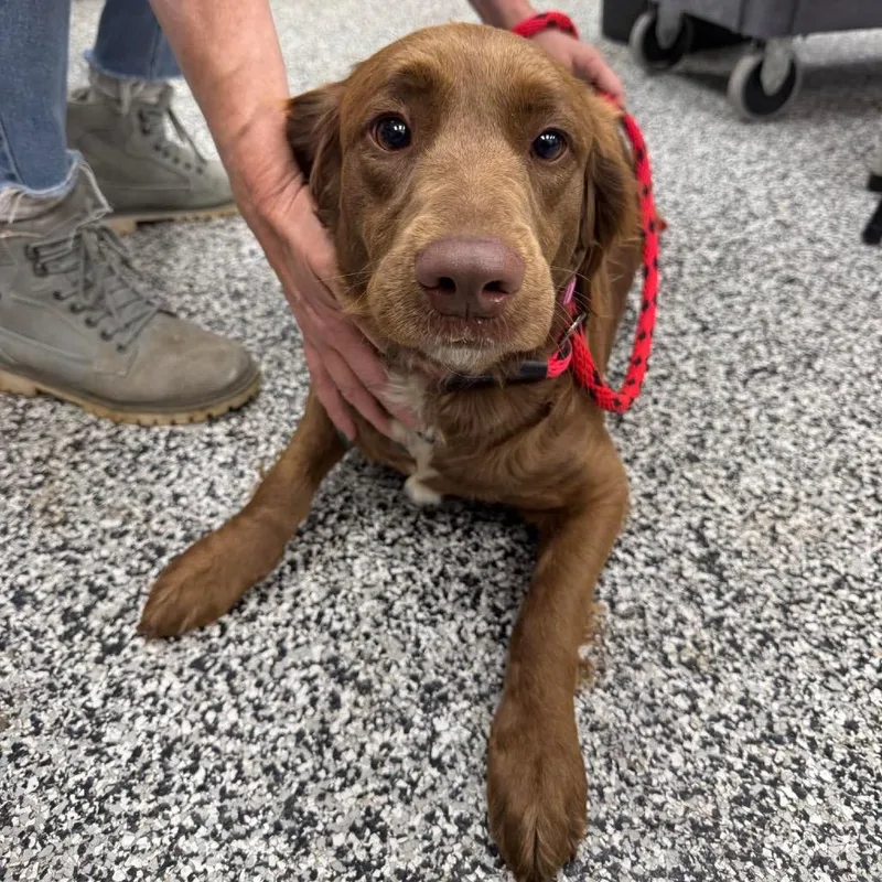 An adult medium-sized female Brown / Chocolate Mixed Breed dog named Godiva for adoption in Fredericksburg, VA