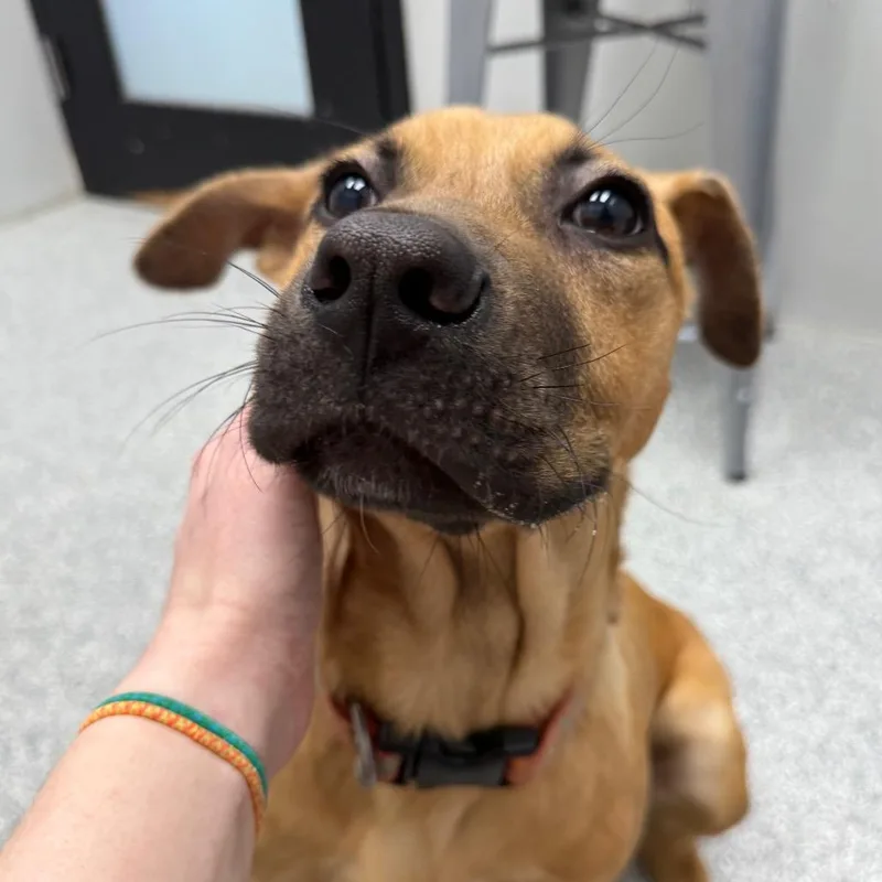 A young medium-sized male Golden Black Mouth Cur dog named Solly for adoption in Monticello, IA