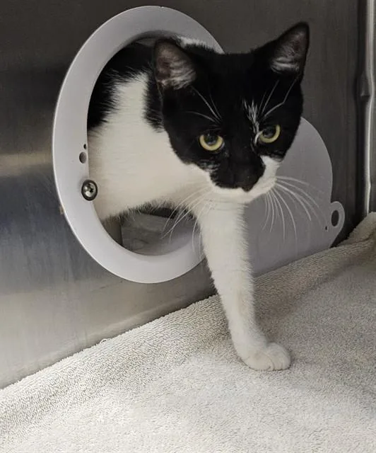 A young medium-sized female Domestic Short Hair cat named A for adoption in Huntsville, AL