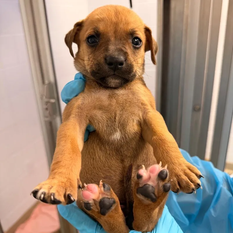 A baby medium-sized female Brown / Chocolate Mixed Breed dog named Teriyaki for adoption in West Palm Beach, FL