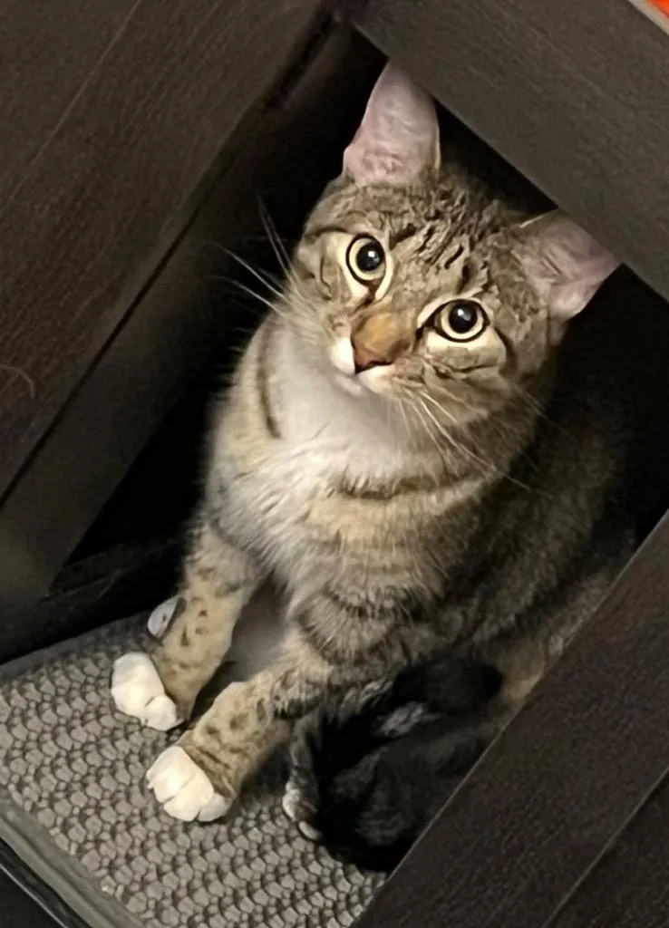 A young small-sized female Domestic Short Hair cat named Pop Rocks for adoption in Gorham, ME