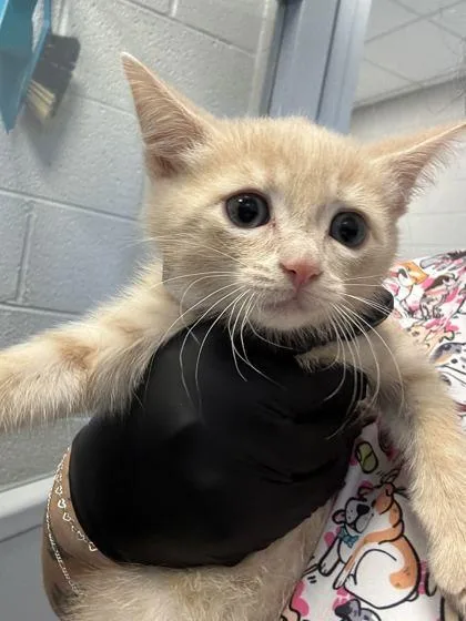 A baby small-sized male Domestic Short Hair cat named Apricot for adoption in Sevierville, TN