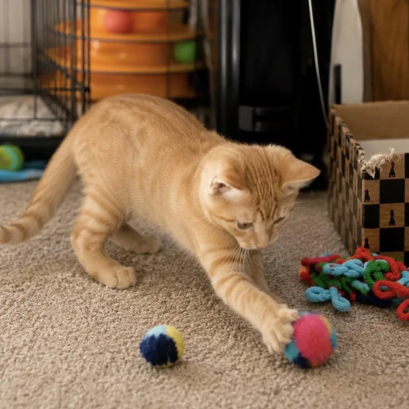 A baby medium-sized male Tabby (Orange / Red) Tabby cat named Austin for adoption in Wyandotte, MI