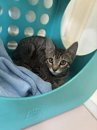 A baby small-sized male Domestic Short Hair cat named Ringo for adoption in Honolulu, HI